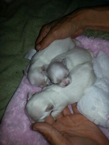 China Doll Maltese 14