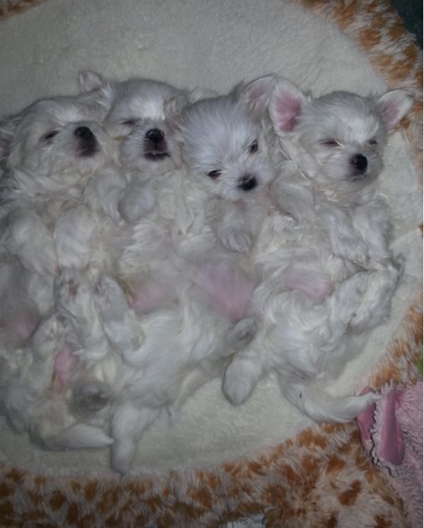 Maltese Puppy 3