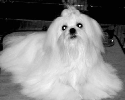 China Doll Maltese Stud
