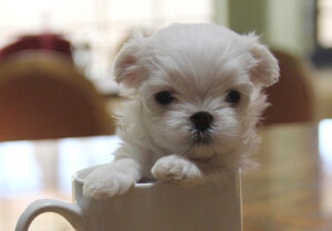 Maltese Puppies Available